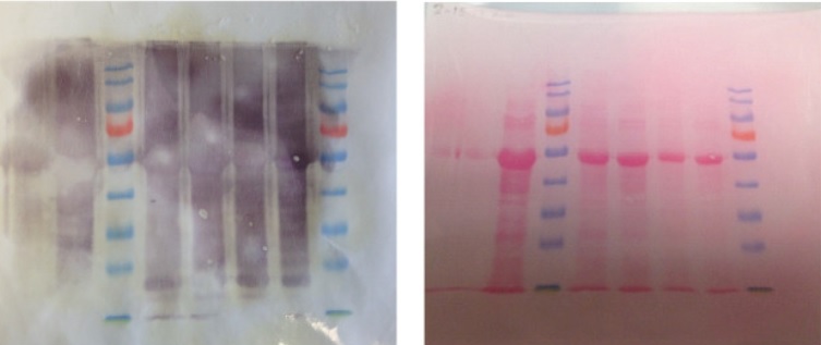 Western blot optimisation - before and after