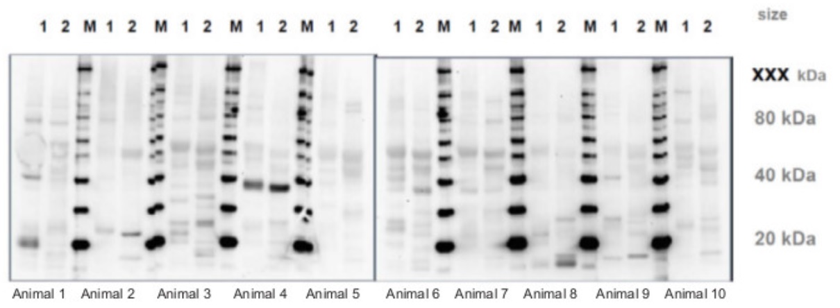 Pre-immune serum screening in Western blot