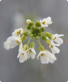 Arabidopsis thaliana