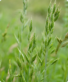 Brachypodium distachyon