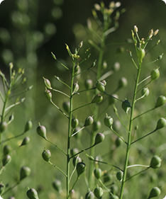 Camelina sativa