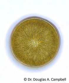 Diatoms