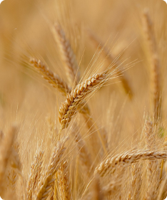 Hordeum vulgare