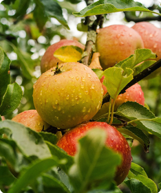 Malus domestica