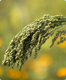 Panicum sp.