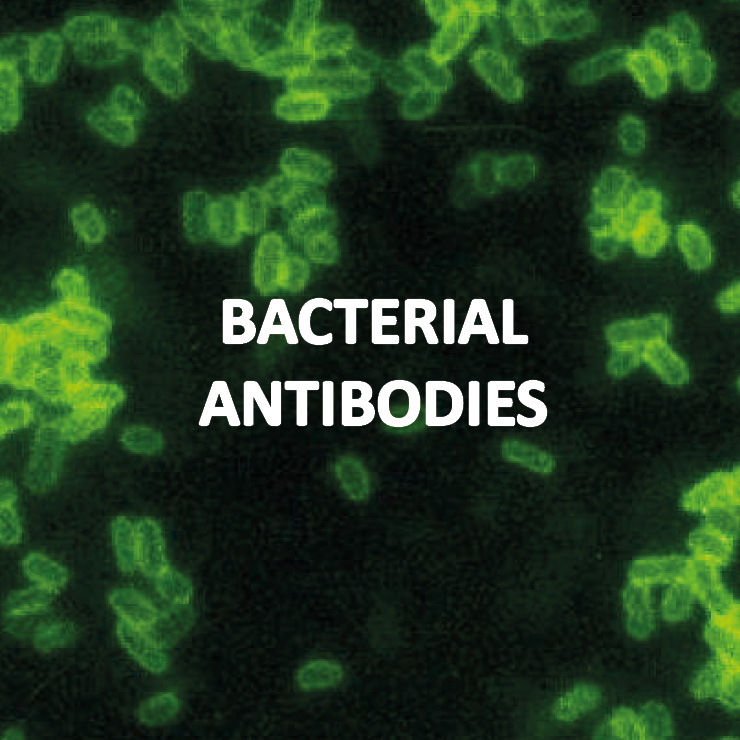 Antibodies for bacterial proteins