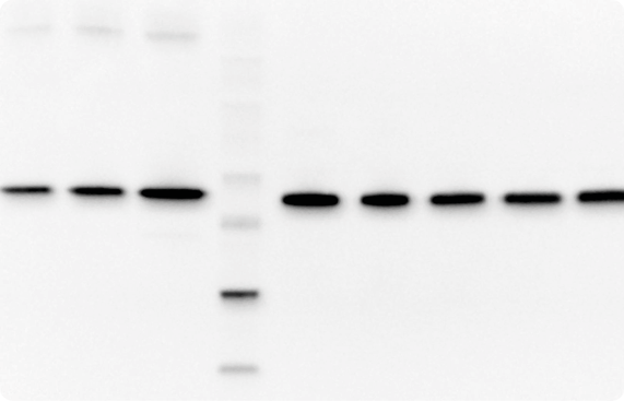 Agrisera antibodies detection reagents