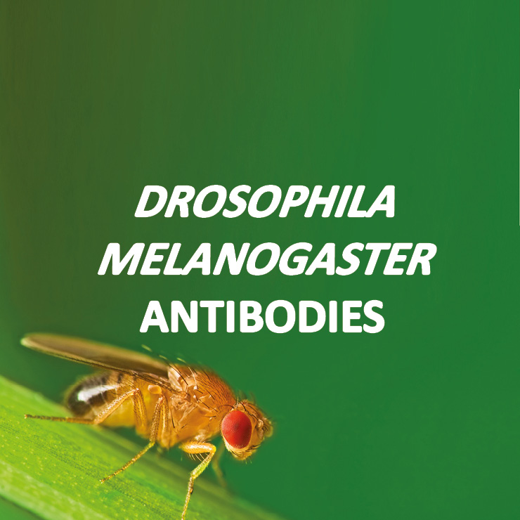 Antibodies for Drosophila melanogaster proteins