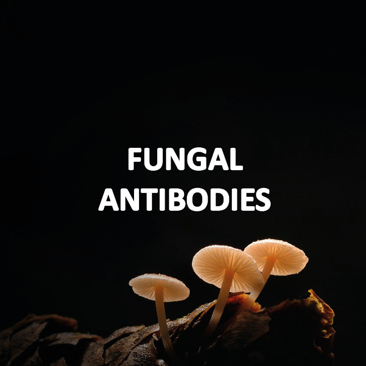 Antibodies for fungal proteins