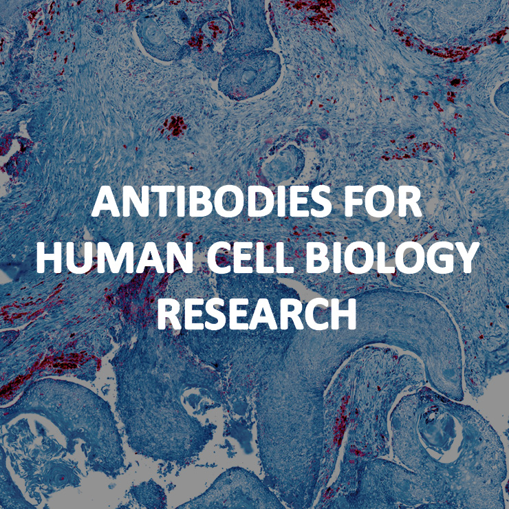 Antibodies for human cell biology research