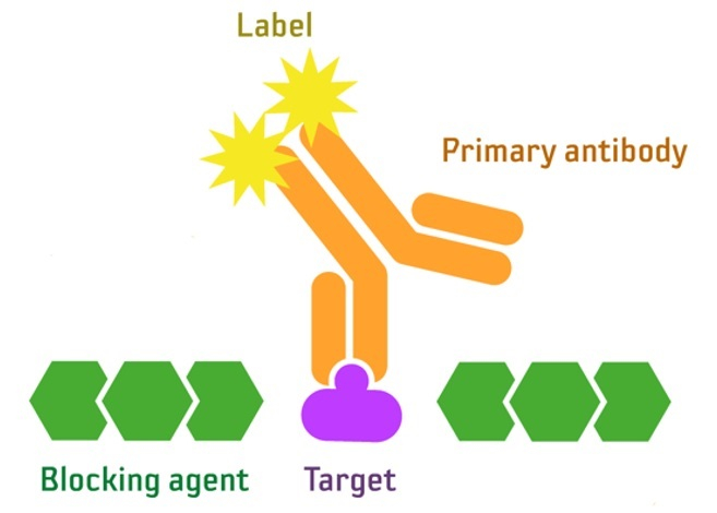 Agrisera directly conjugated primary antibodies