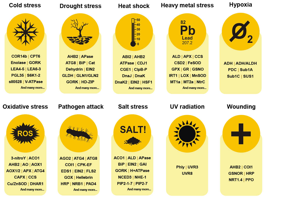 Antibodies to proteins involved in plant heat and drought response