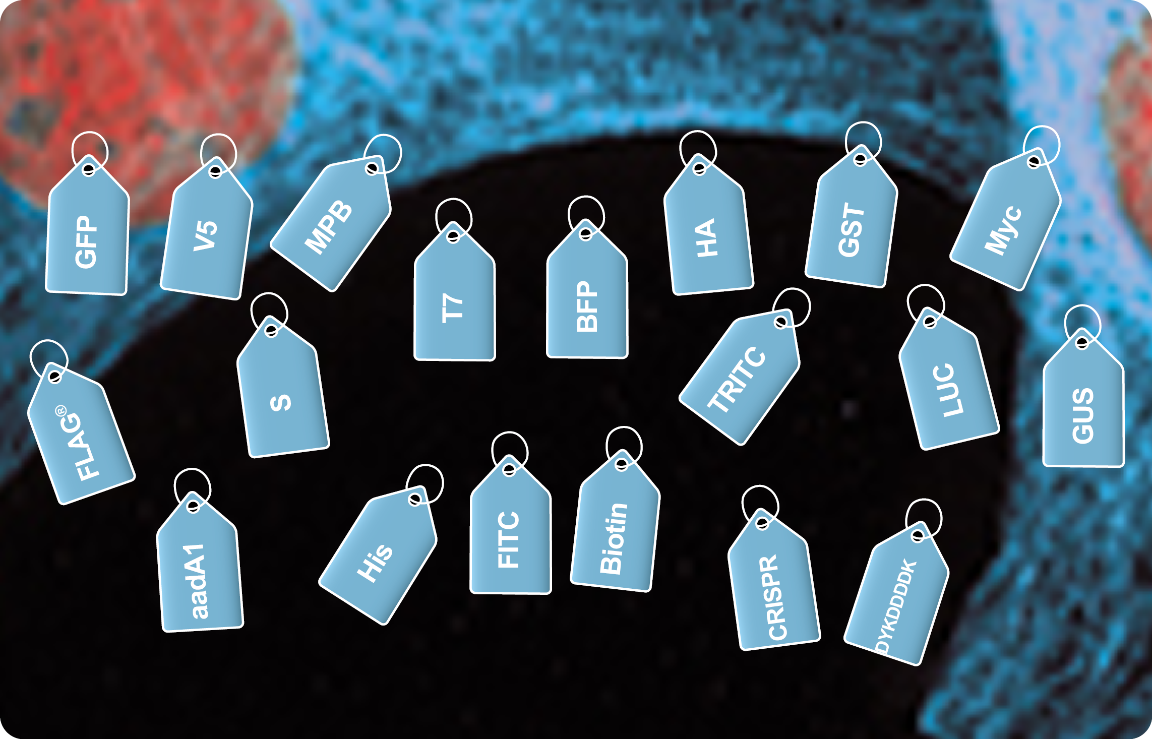 Agrisera tag antibodies