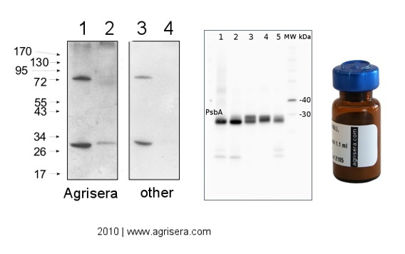 Agrisera high titer goat anti-rabbit IgG secondary antibodies conjugated to HRP