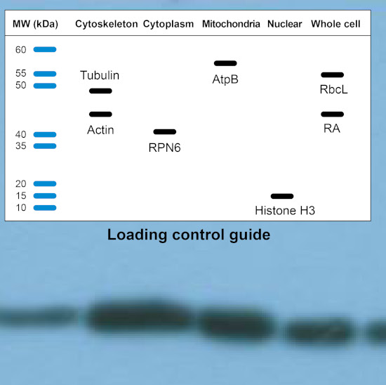 Agrisera Loading Control Antibodies