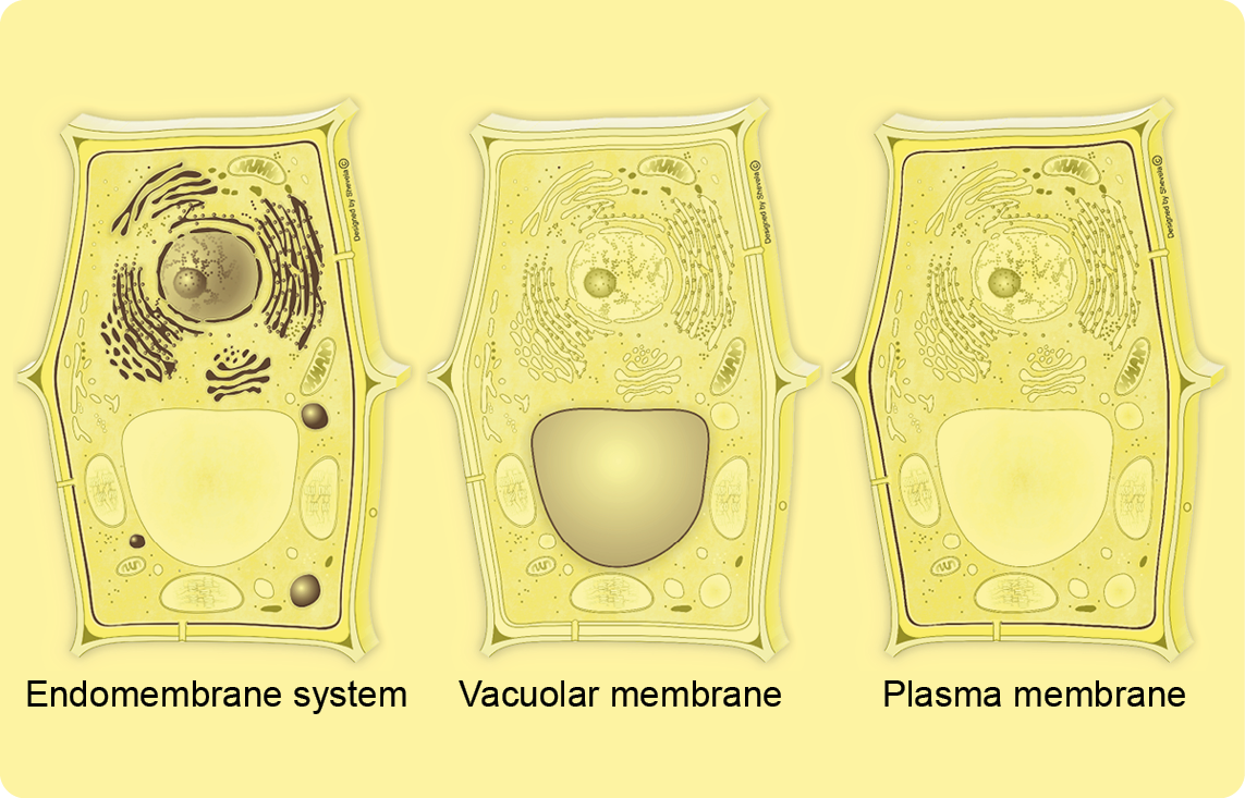 Agrisera membrane transport system antibodies