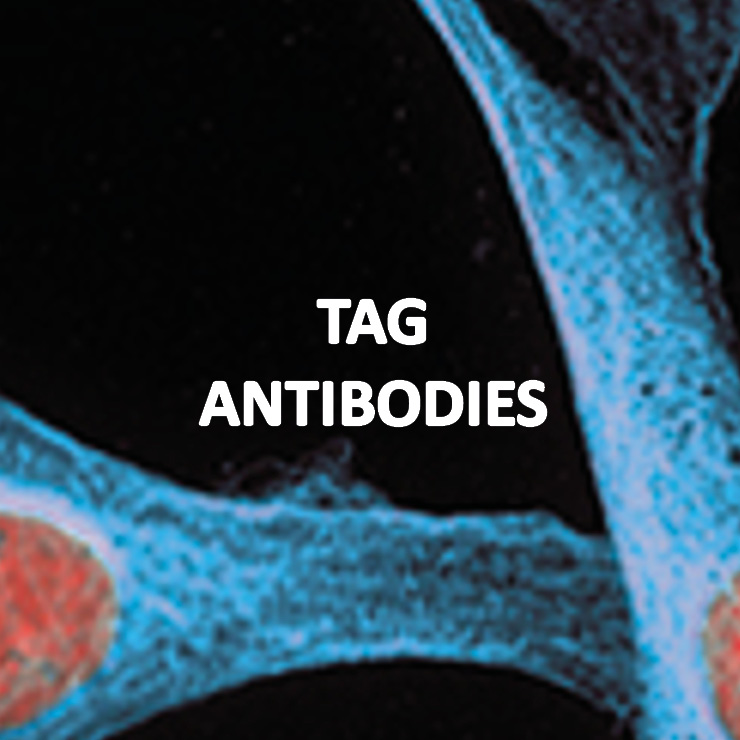 Secondary Antibodies