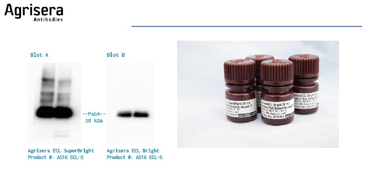 Agrisera outstanding ECL reagents