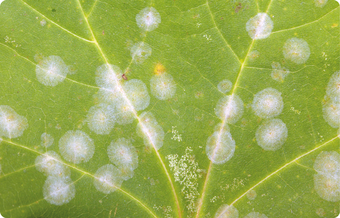 Agrisera plant pathogen antibodies