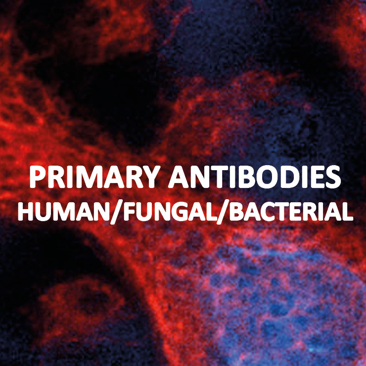 Primary antibodies, Human/animal