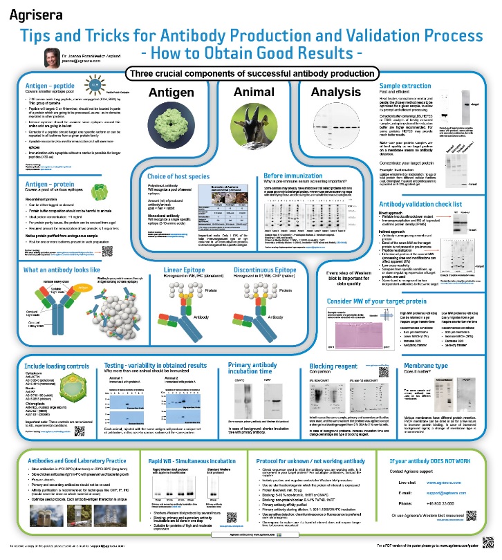 Agrisera Antibody Production Poster