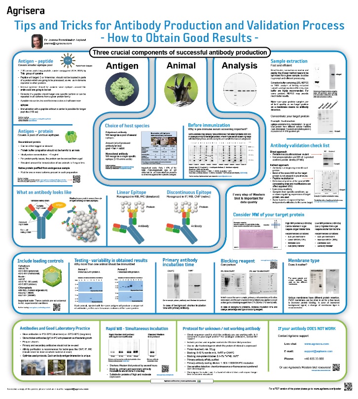 Agrisera Antibody Production Poster