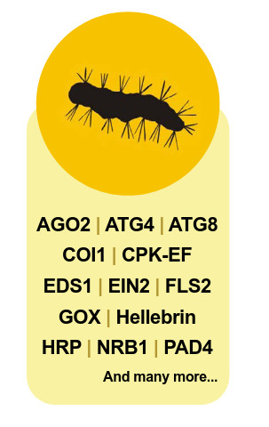 Agrisera Antibodies to proteins involved in response to pathogen attack