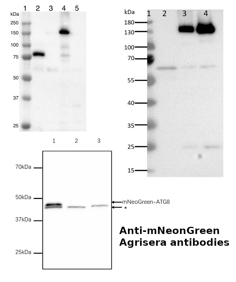 Results with Agrisera anti-mNeonGreen polyclonal antibodies