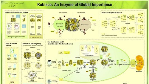 Agrisera Educational Poster 4 - Rubisco