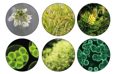 Agriseera antibodies with broad species reactivity