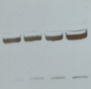 New Agrisera Plant Actin Recombinant Monoclonal Antibody