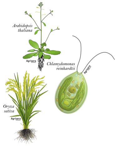 Agrisera Plant Science Stickers