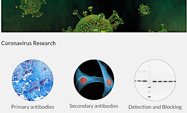 Agrisera Products for Cornovirus Research