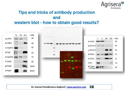 Agrisera antibody production and western blot seminar at UPSC, autumn 2015