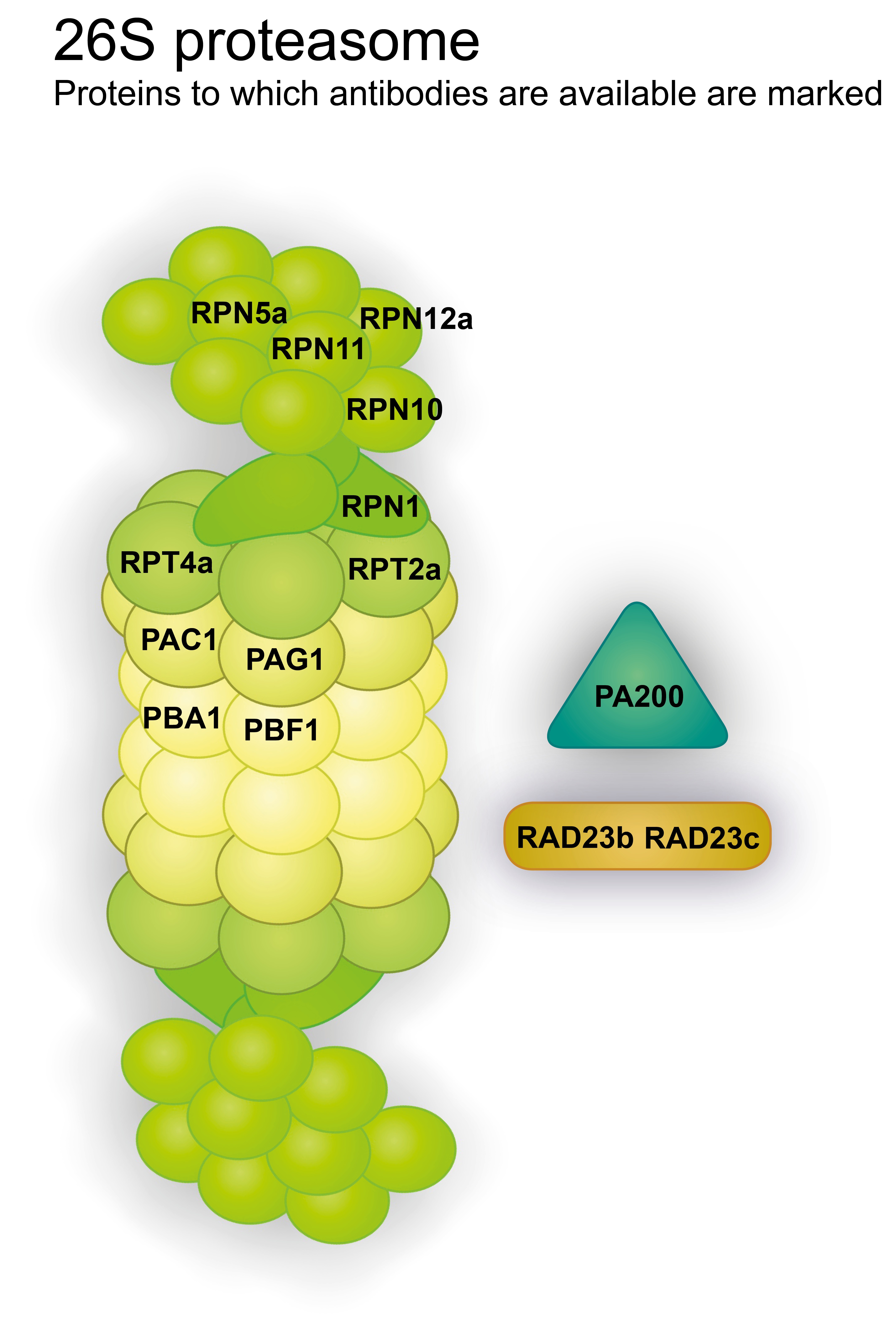 Illustration of 26S proteasome