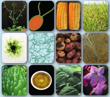 Agrisera antibodies multispecies detectopm