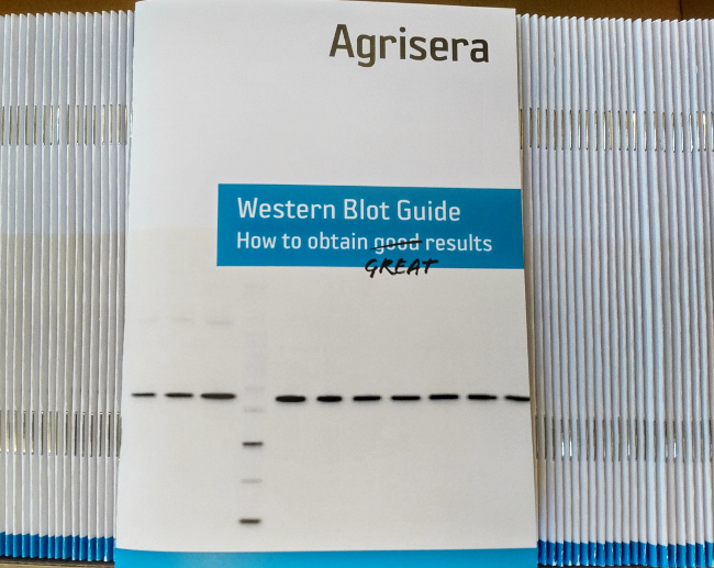 Agrisera's Western Blot Trouble Shooting Guide