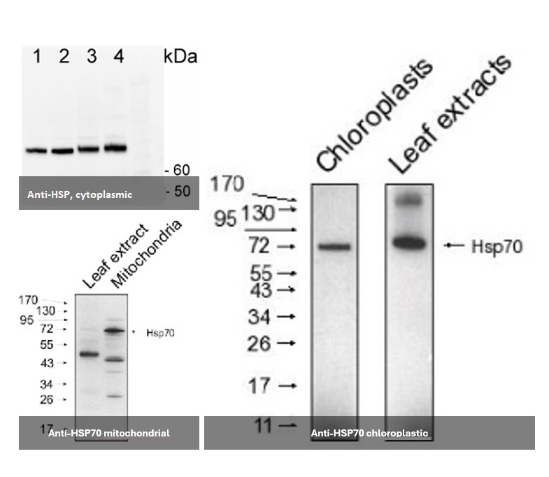 Agrisera anti-HSP70 (plant) antibodies