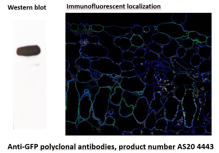 Western blot and immunofluorescent localization  using anti-GFP antibodies on plant sampes