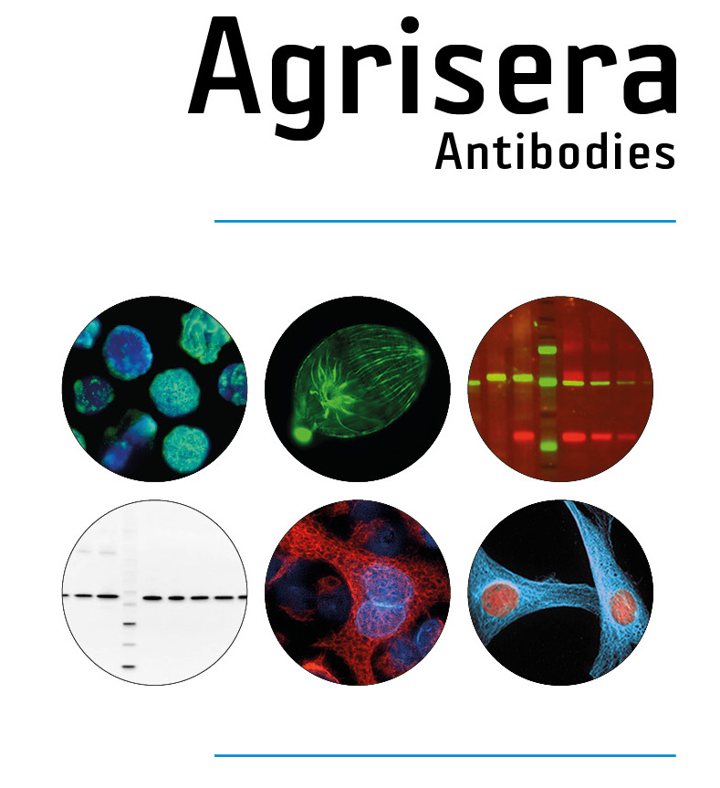 Anti-Tag antibodies from Agrisera