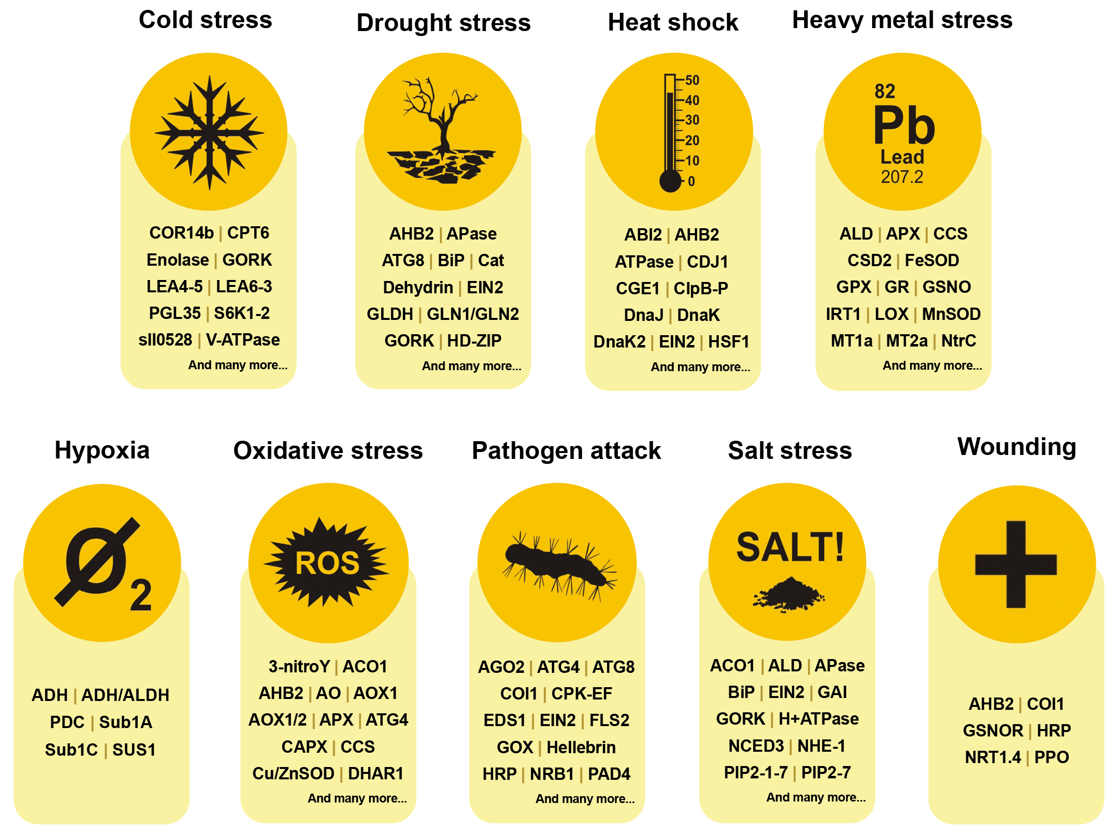 Agrisera environmental stress antibodies