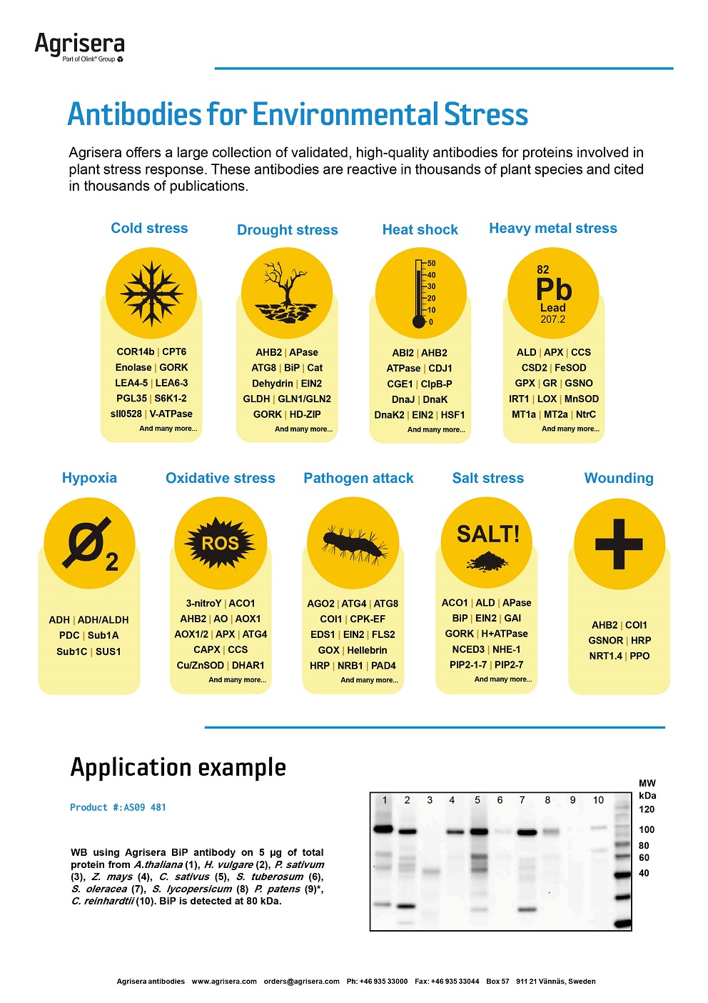 Agrisera environmental stress antibodies