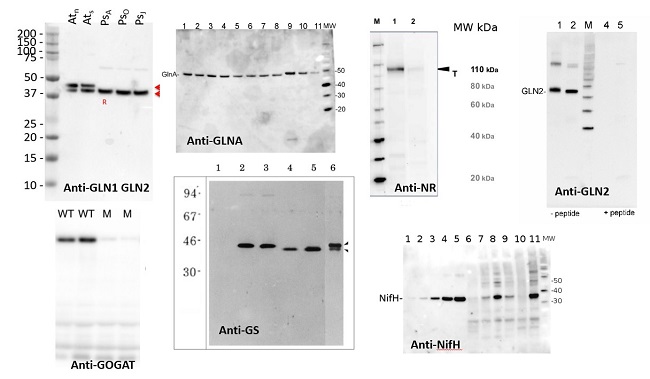 Antibodies to enzymes involved in plant and algal nitrogen metabolism