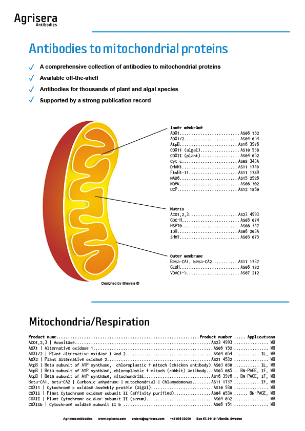 Agrisera mitochondrial antibodies 