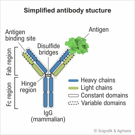 Antibody structure
