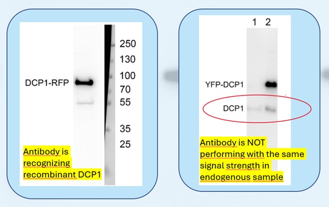 Antibody reactivity to tagged and recombinant protein