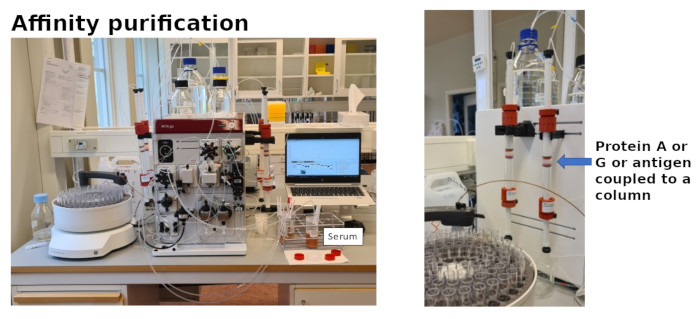 Antibody Affinity Purification