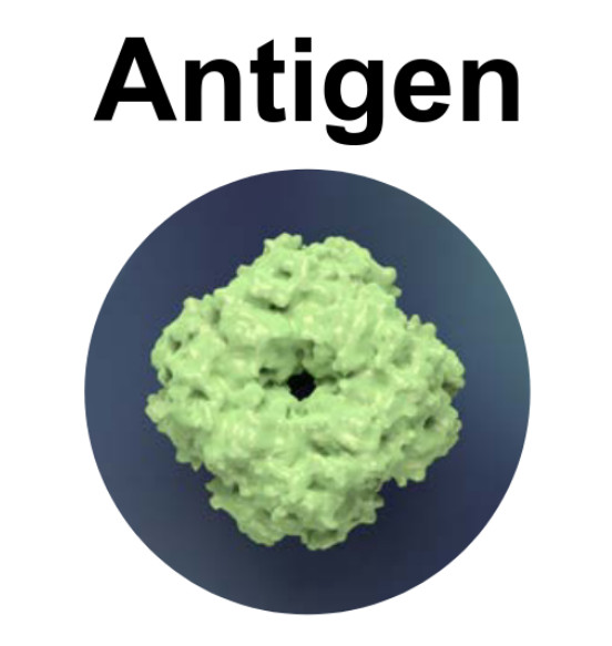 Antigen for antibody production
