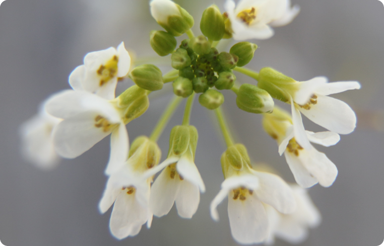 Agrisera antibodies Arabidopsis thaliana