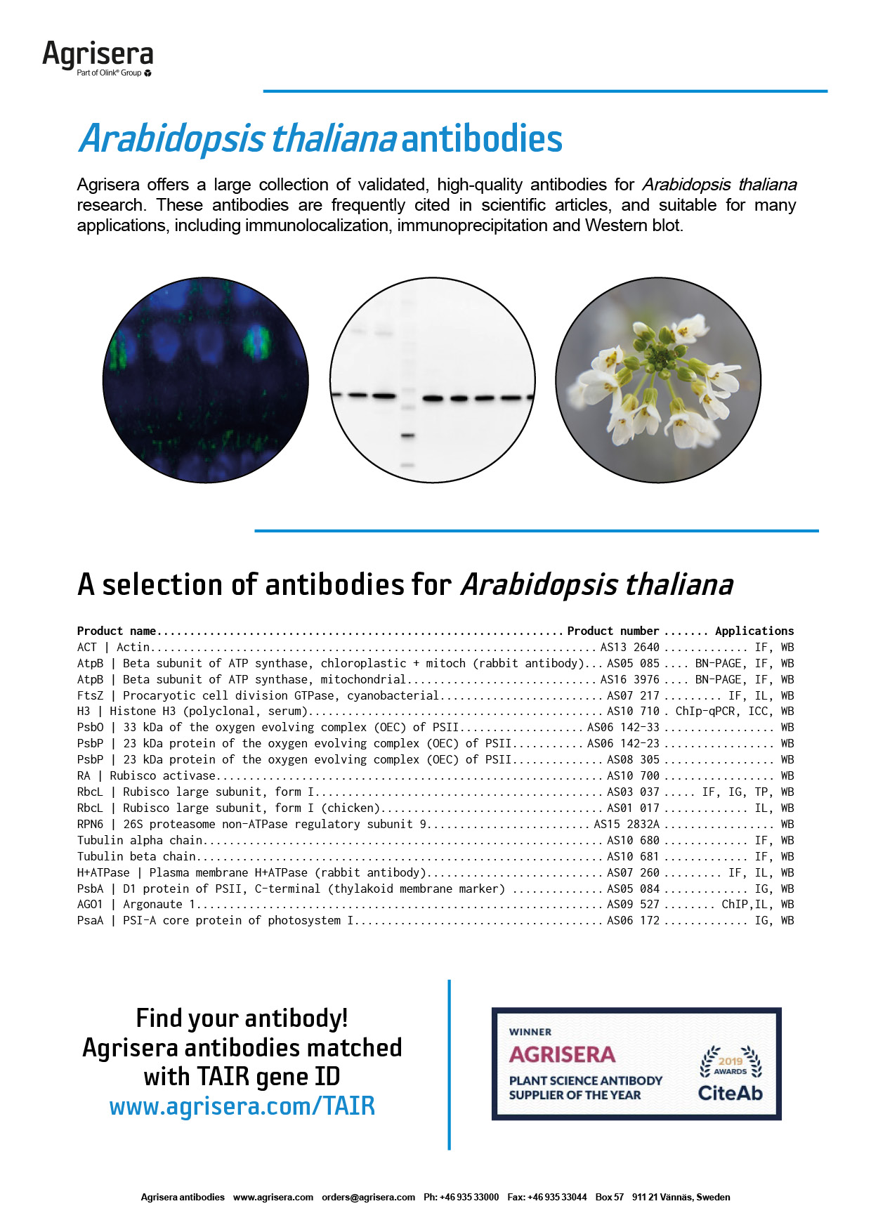 Agrisera arabidopsis antibodies